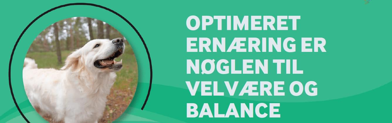 CWB håranalyse til hund/kat, incl. rapport analyse og vejledning